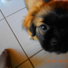 Photo de l'animal n°38793