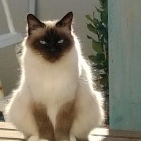 Photo #267000 de SIBELLE