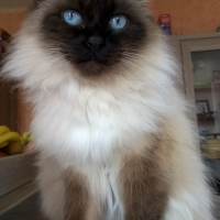 Photo #267006 de SIBELLE