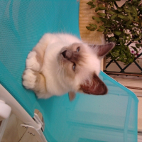 Photo #267053 de Gizmo