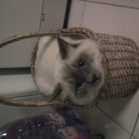 Photo #267054 de Gizmo