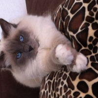 Photo #267055 de Gizmo