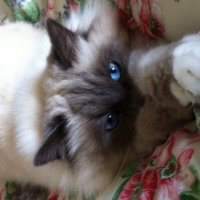 Photo #267056 de Gizmo