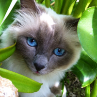 Photo #267057 de Gizmo