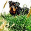 Photo de l'animal n°38830