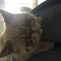 Photo #267074 de jutsu