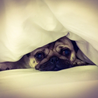Photo #267094 de Yoki