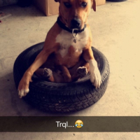 Photo #267182 de Gipsy