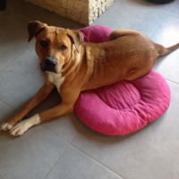 Photo #267184 de Gipsy
