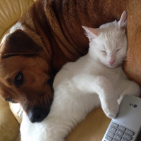 Photo #267185 de Gipsy