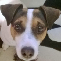 Photo #267188 de Gipsy