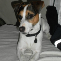 Photo #267189 de Gipsy