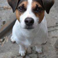 Photo #267191 de Gipsy