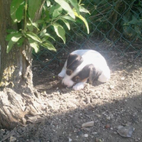 Photo #267192 de Gipsy