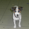 Photo de l'animal n°38875