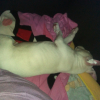 Photo de l'animal n°38882