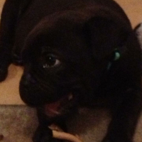Photo #267234 de Brutus