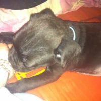Photo #267235 de Brutus