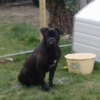 Photo #267236 de Brutus