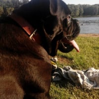 Photo #267237 de Brutus