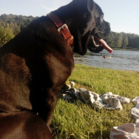 Photo #267238 de Brutus