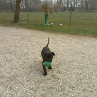 Photo #267240 de Brutus