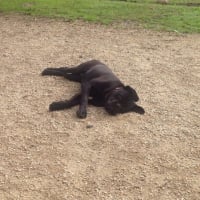 Photo #267241 de Brutus
