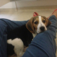 Photo de l'animal n°38912
