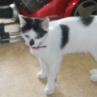 Photo #267303 de Minouche