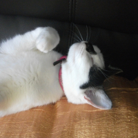 Photo #267304 de Minouche
