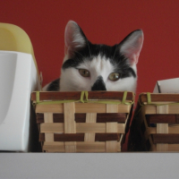 Photo #267306 de Minouche
