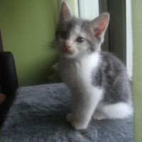 Photo #267309 de Mistigri