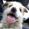 Photo de l'animal n°38934