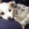 Photo de l'animal n°38934