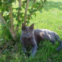 Photo de l'animal n°38935