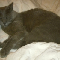 Photo de l'animal n°38935