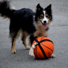Photo de l'animal n°37792