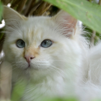 Photo #267455 de LESTER