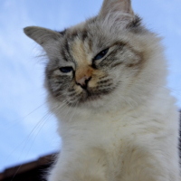 Photo #267465 de Izzy