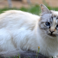 Photo #267466 de Izzy