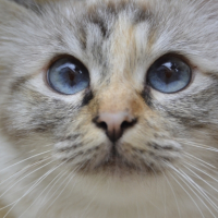 Photo #267468 de Izzy