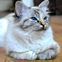 Photo #267469 de Izzy