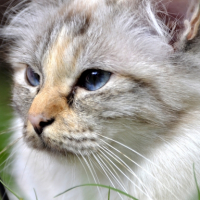 Photo #267470 de Izzy