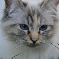 Photo #267471 de Izzy