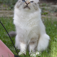 Photo #267472 de Izzy