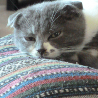 Photo #267504 de Lord Petit Coeur