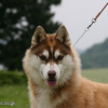 Photo de l'animal n°38982