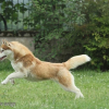 Photo de l'animal n°38982