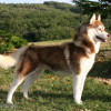 Photo de l'animal n°38982