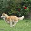 Photo de l'animal n°38982